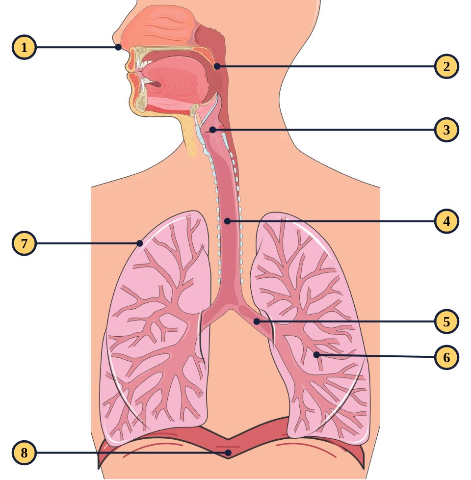 Numbered diagram of the respiratory system