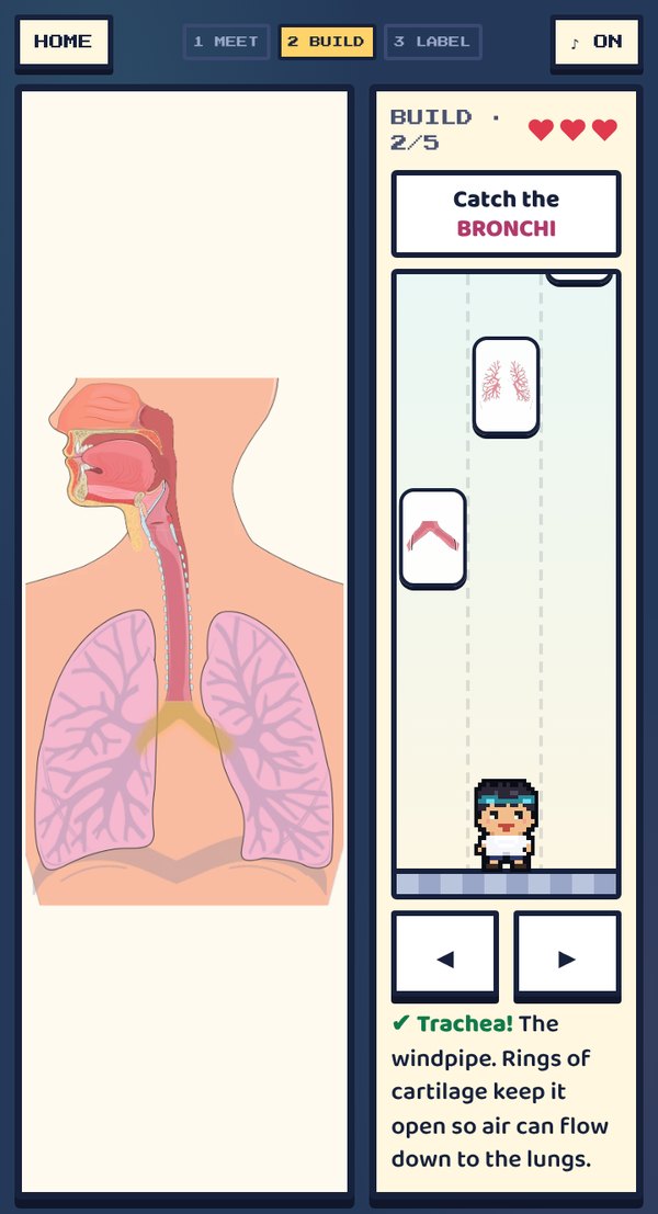 Catching the bronchi to build the respiratory system in Body Factory