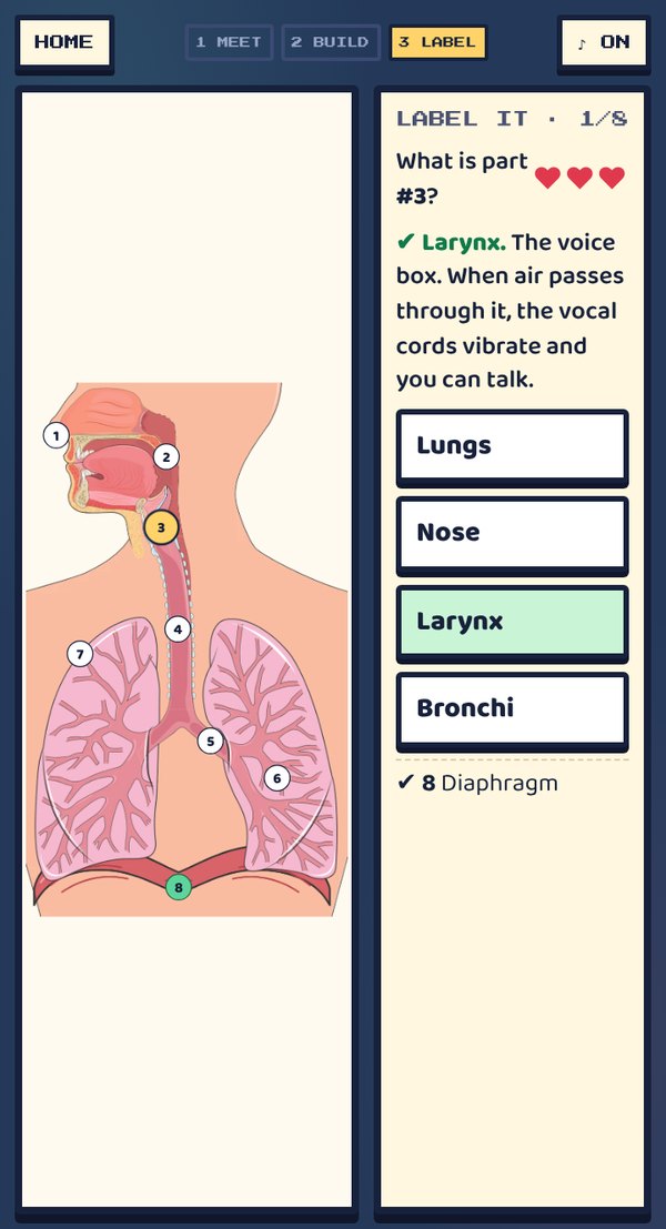 Labeling the larynx on a numbered respiratory system diagram